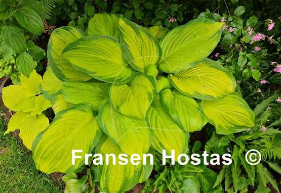 Hosta Stained Glass